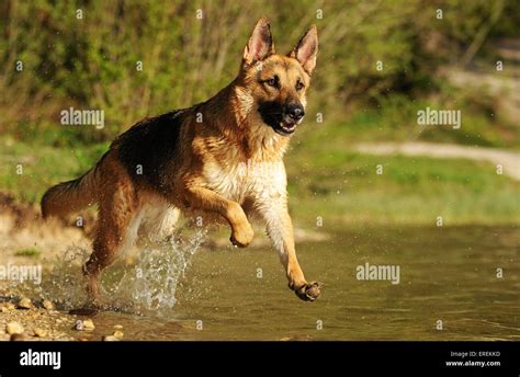 running German Shepherd Stock Photo - Alamy