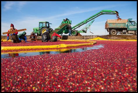 Grapevine Studios Cranberry Harvest In Southampton New Jersey