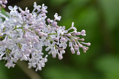 Майская сирень | Пикабу