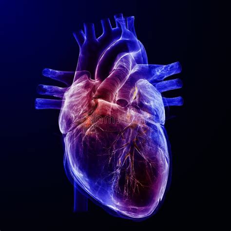 Humen Heart Diseases On A Dark Blue Stock Illustration Illustration