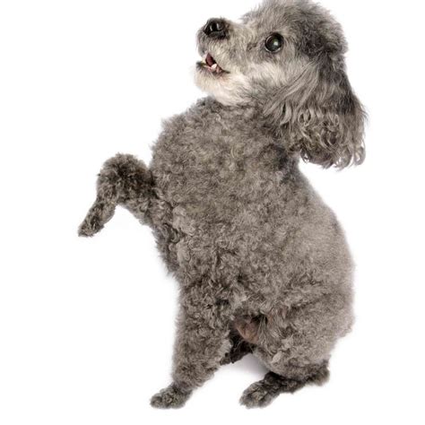 Toy Poodle - Full Profile, History, and Care