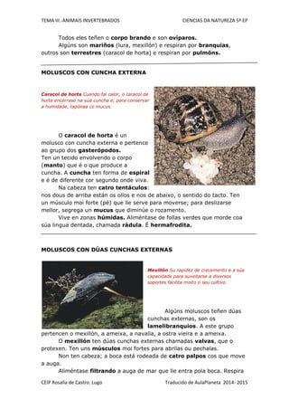 Animais invertebrados | PDF