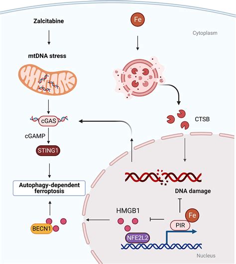 Frontiers Autophagy Dependent Ferroptosis As A Potential Treatment