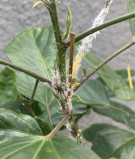 White Fuzzy Bugs : r/plantclinic