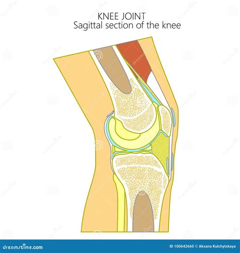 Anatomy of the Knee_Sagittal Section Stock Vector - Illustration of