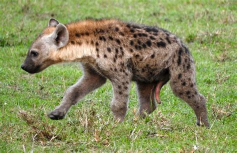 This little hyena cub is actually a female. Both male and female hyenas
