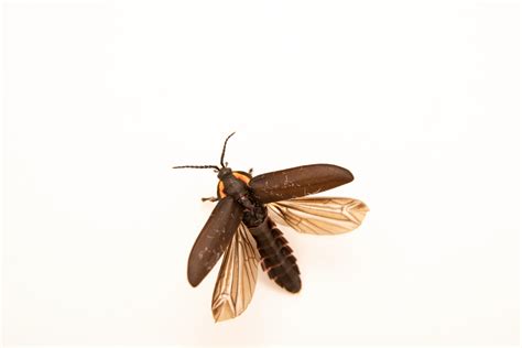 Firefly (Ellychnia hatchi) - Joel Sartore
