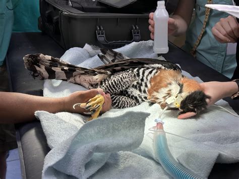 zoo and wild animal medicine volume 9 10