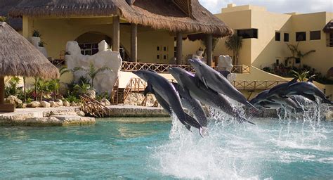 Swim with dolphins at Cozumel | Dolphinaris