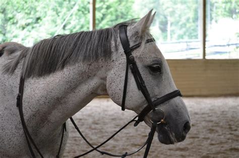 Flea Bitten Grey Thoroughbred Grey Horses Cute Horses Thoroughbred