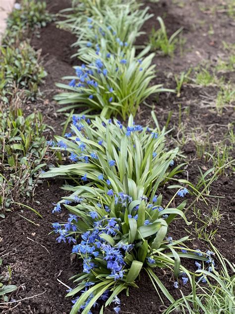 Голубой подснежник Сцилла . Рассада для сада – заказать на Ярмарке ...