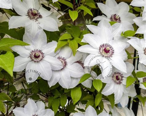 Clematis Patens Miss Bateman Bosrank Vertrouwd Online Kopen