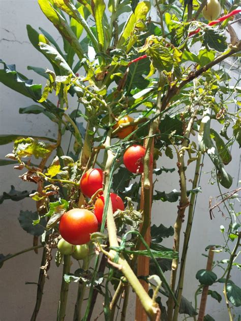¿cómo Cultivar Jitomate En Casa Guía Completa