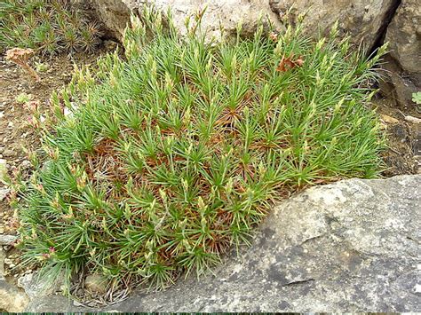 Акантолимон: фото, описание