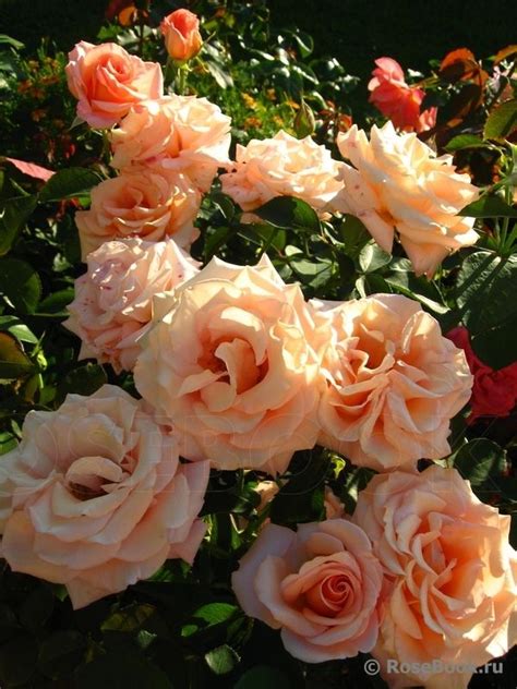 Rosa Warm Wishes - Beechmount Garden Centre
