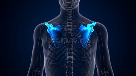 Onde Fica A Escapula - Ilustração 3d Da Anatomia Do Esqueleto Humano Da Escápula Ilustração ...