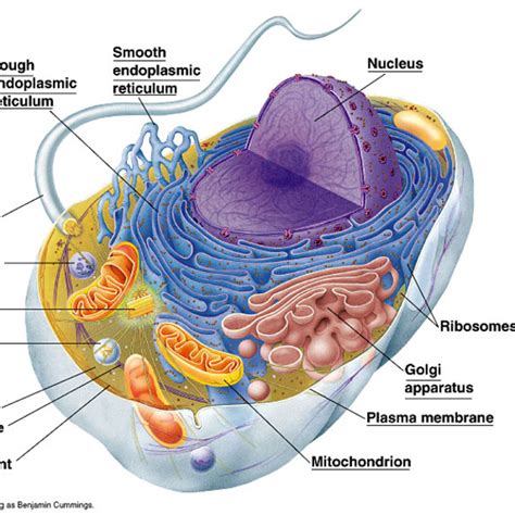 Unit 3: Animal Cell Structures and thier Function Tutorial | Sophia ...