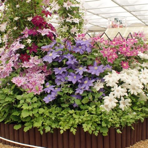 Buy Quality Clematis And Climbersthorncroft Clematis Superior Quality