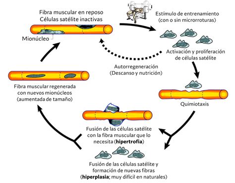 C Mo Crecen Los M Sculos Explicaci N Hipertrofi Muscular