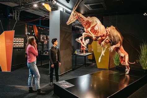 Berl N Tickets Para El Museo Body Worlds De Berl N Getyourguide