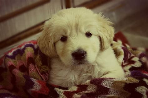 Hd Wallpaper Golden Retriever 4k Nice Image Domestic Canine Dog