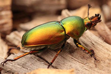 Golden Green Stag Beetle Lamprima Latreillii3 Westgate