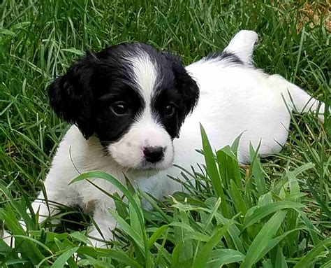 Black And White Springer Spaniel Puppies