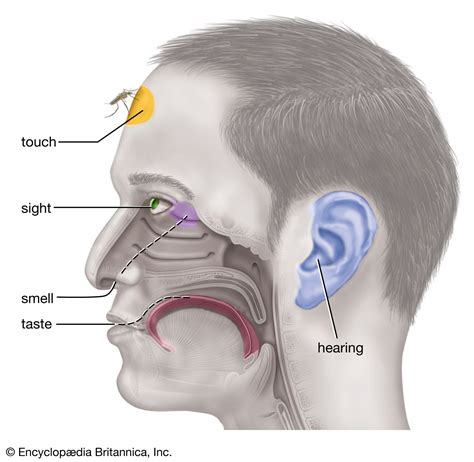 human sensory reception definition organs systems examples