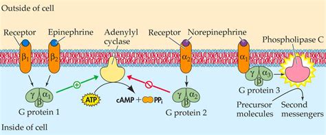 Datum Drehbuch Anekdote epinephrine mechanism of action Eid Zoomen ...