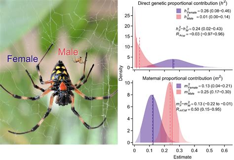Sex Specific Trait Architecture In A Spider