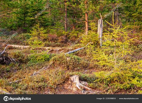 Wet Empty Forest Early Spring Trees Leaves Naked Nature Scene Stock Photo Martinsvanags