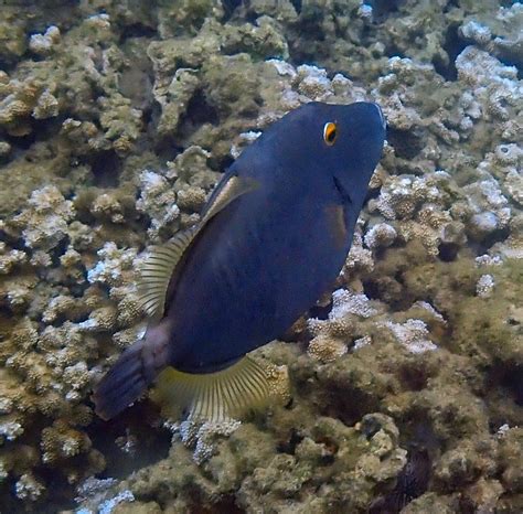 Snorkeling in Kapalua Bay, Maui | Snorkeling in Hawaii