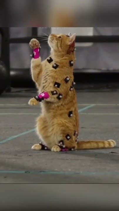 ИГРА ПРО КОТА #shorts #games #созданиеигр #ламповыеигры - YouTube