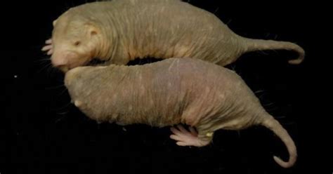 Here S Why Naked Mole Rats Don T Get Cancer