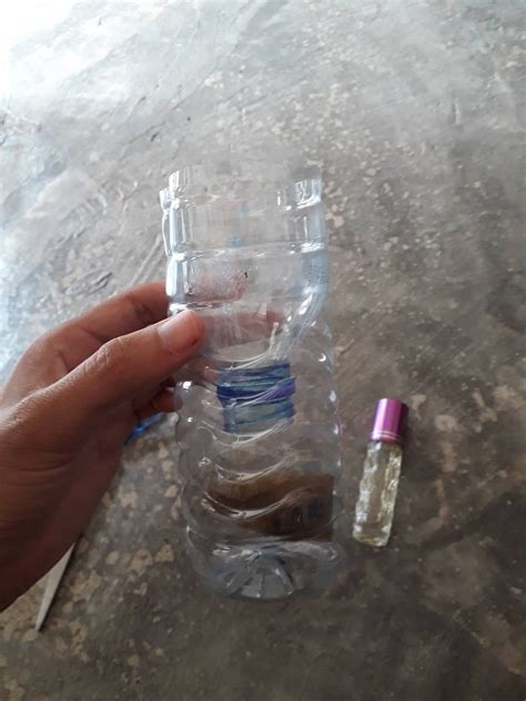cara mengatasi lalat buah pada cabai 8