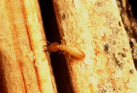 formosan subterranean termite soldier gnaws   flickr