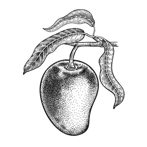 Premium Vector | Mango Realistic hand drawing