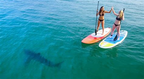 Incredible Footage Shows The Moment FIVE Great White Sharks Surrounded Two Bikini Clad