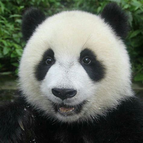 Pin von Kaitlyn Dunn auf Panda-palooza