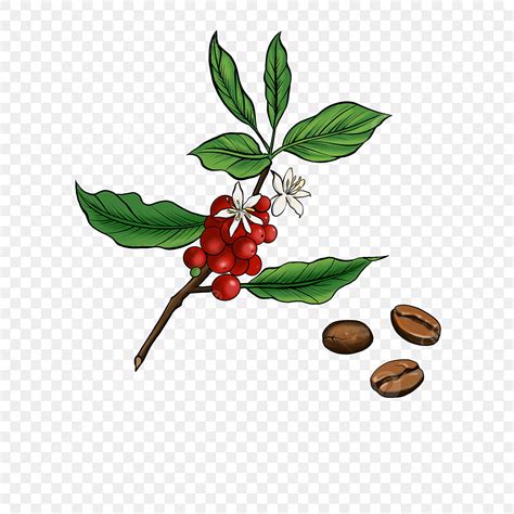 Pohon Kopi