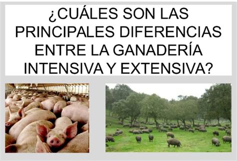 Differenze tra allevamento intensivo ed estensivo
