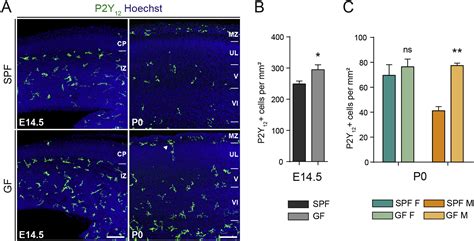 Microbiome Influences Prenatal And Adult Microglia In A Sex Specific Manner Cell