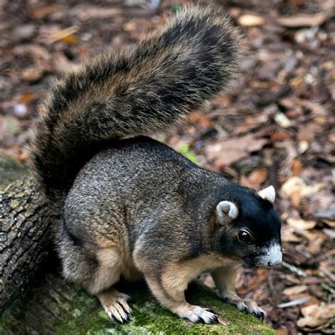 A Guide To Types Of Squirrels In North Carolina