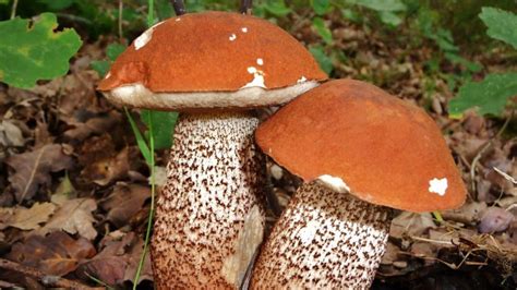 Quels Sont Les Champignons Comestibles En Aquitaine