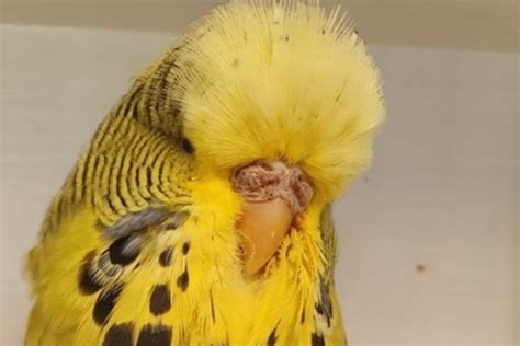 Outcrossing And Introducing New Bloodlines Pa2 Budgerigars