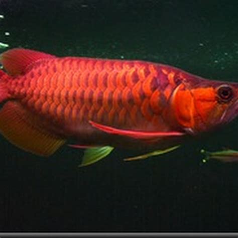 Ikan Kelisa Merah