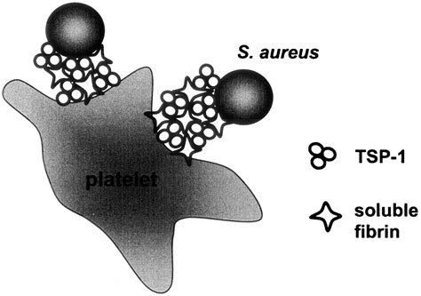 Soluble Fibrin Is The Main Mediator Of Staphylococcus Aureus Adhesion To Platelets Circulation