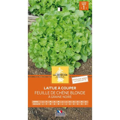 Laitue Couper Feuille De Ch Ne Blonde Graine Noire