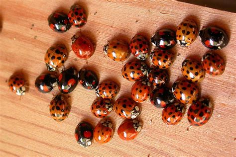 La Coccinelle Asiatique Une Alliée Devenue Envahissante