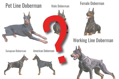 How Many Types Of Doberman Are There